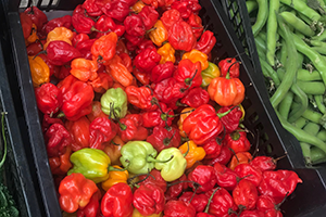 habanero chillies